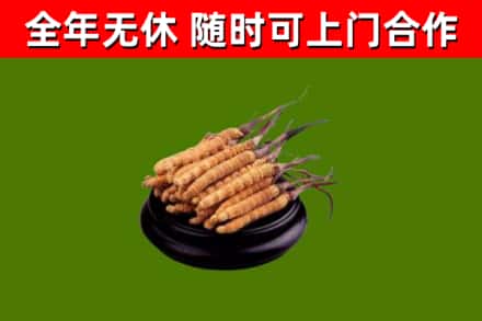 日喀则回收散虫草